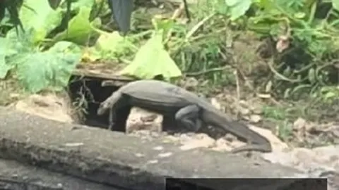 2026暴雪嘉年华盛大开幕：魔兽世界全新力作小小魔兽终极预告